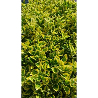 Euonymus japonicus 'Aureomarginatus' / Fusain du Japon panachÃ© jaune