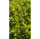 Euonymus japonicus 'Aureomarginatus' / Fusain du Japon panachÃ© jaune