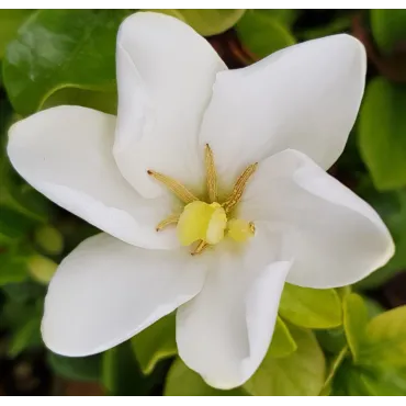 Gardenia jasminoides 'Kleim's Hardy' / GardÃ©nia rustique Ã  fleurs simples