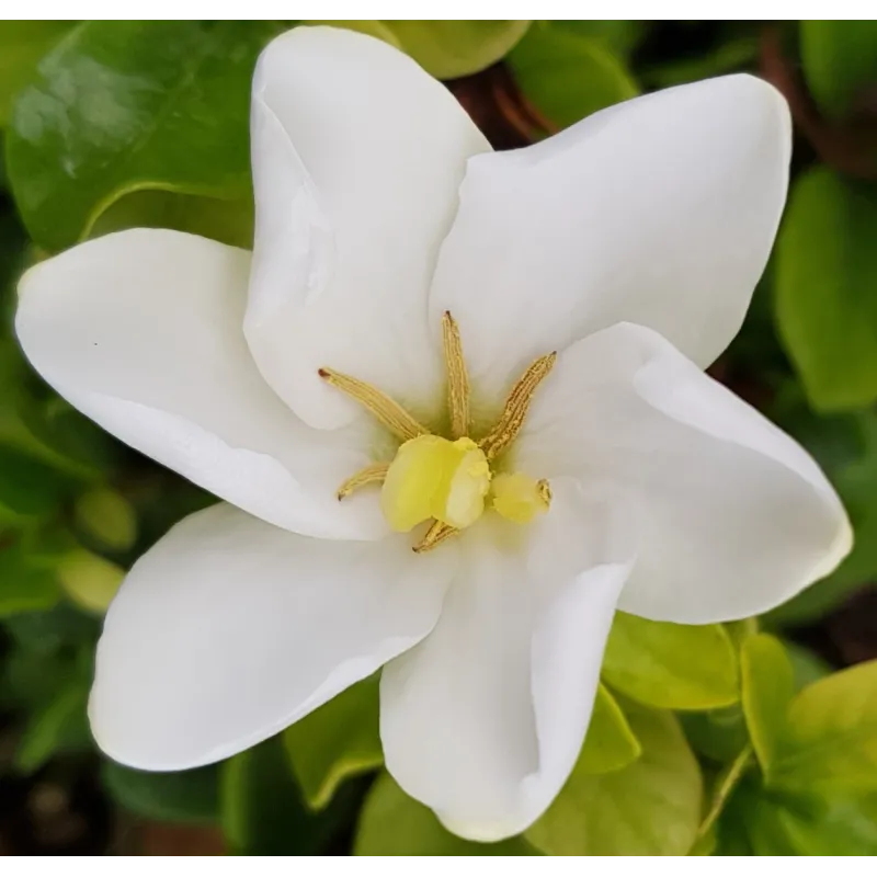 Gardenia jasminoides 'Kleim's Hardy' / GardÃ©nia rustique Ã  fleurs simples