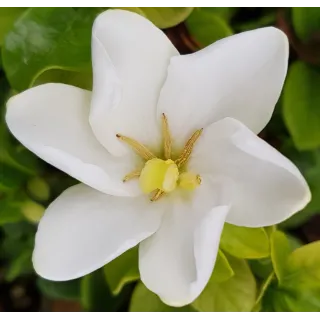 Gardenia jasminoides 'Kleim's Hardy' / GardÃ©nia rustique Ã  fleurs simples