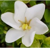 Gardenia jasminoides 'Kleim's Hardy' / GardÃ©nia rustique Ã  fleurs simples