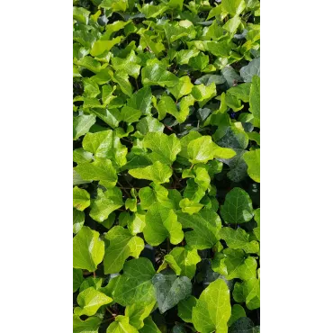 Hedera algeriensis 'Bellecour'Â® / Lierre des canaries