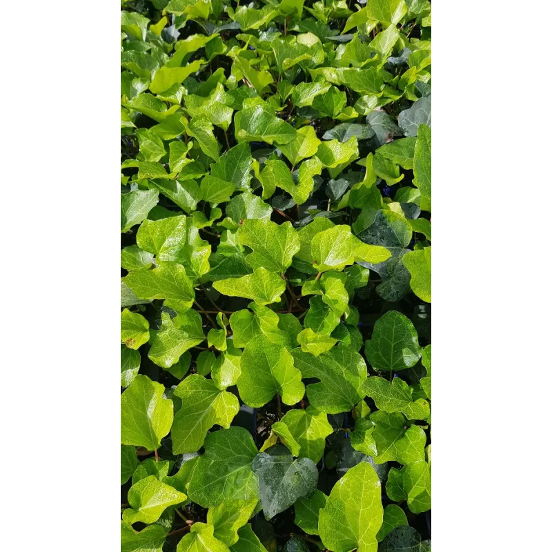 Hedera algeriensis 'Bellecour'Â® par 10/ Lierre des canaries