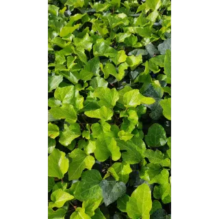 Hedera algeriensis 'Bellecour'Â® par 10/ Lierre des canaries