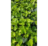 Hedera algeriensis 'Bellecour'Â® par 10/ Lierre des canaries