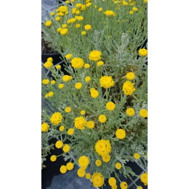 Helichrysum italicum ssp Serotinum / Plante Curry