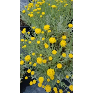 Helichrysum italicum ssp Serotinum / Plante Curry