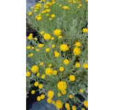 Helichrysum italicum ssp Serotinum / Plante Curry