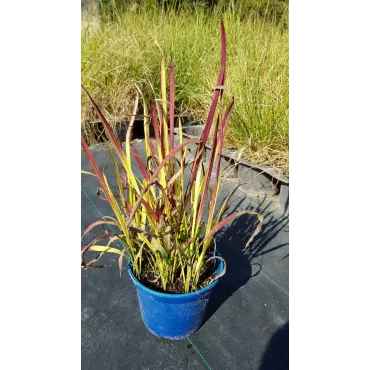 Imperata cylindrica 'Red Baron' / Herbe sanglante