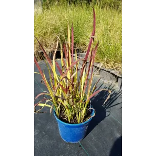 Imperata cylindrica 'Red Baron' / Herbe sanglante