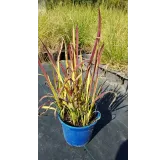 Imperata cylindrica 'Red Baron' / Herbe sanglante