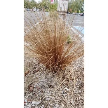 Carex buchananii / LaÃ®che de Buchanan