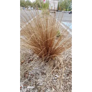 Carex buchananii / LaÃ®che de Buchanan