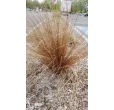 Carex buchananii / LaÃ®che de Buchanan