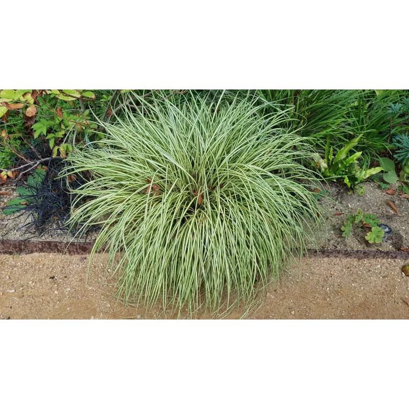 Carex oshimensis 'Evergold'  / LaÃ®che dâ€™Oshima Evergold