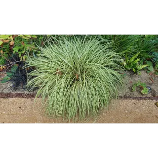 Carex oshimensis 'Evergold'  / LaÃ®che dâ€™Oshima Evergold