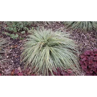 Carex oshimensis 'Everest'Â®  / LaÃ®che dâ€™Oshima EverestÂ®