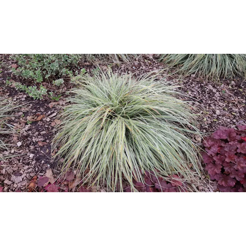 Carex oshimensis 'Everest'Â®  / LaÃ®che dâ€™Oshima EverestÂ®