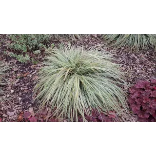 Carex oshimensis 'Everest'Â®  / LaÃ®che dâ€™Oshima EverestÂ®