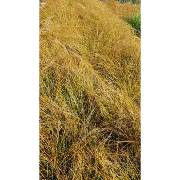 Carex testacea 'Prairie Fire'  / LaÃ®che orange