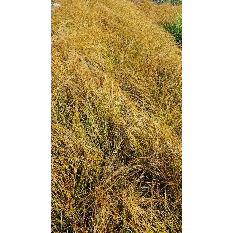 Carex testacea 'Prairie Fire'  / LaÃ®che orange