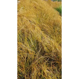 Carex testacea 'Prairie Fire'  / LaÃ®che orange