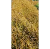 Carex testacea 'Prairie Fire'  / LaÃ®che orange