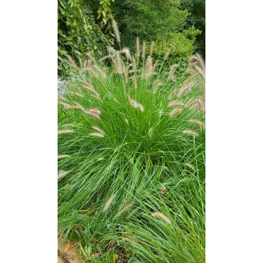 Pennisetum alopecuroides 'Compressum' / Herbe aux Ã©couvillons