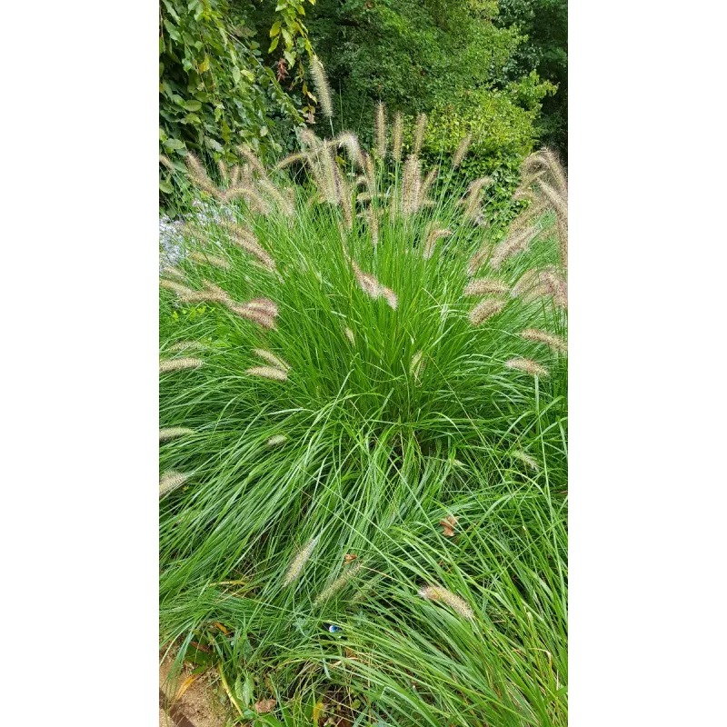 Pennisetum alopecuroides 'Compressum' / Herbe aux Ã©couvillons