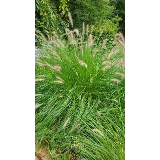 Pennisetum alopecuroides 'Compressum' / Herbe aux Ã©couvillons