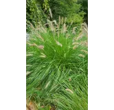 Pennisetum alopecuroides 'Compressum' / Herbe aux Ã©couvillons