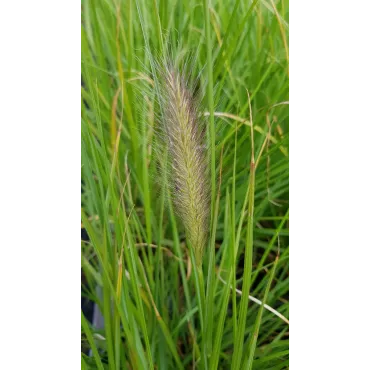 Pennisetum alopecuroides 'Hameln' / Herbe aux Ã©couvillons