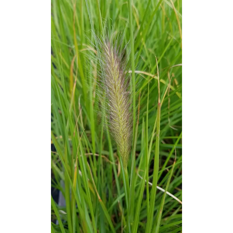 Pennisetum alopecuroides 'Hameln' / Herbe aux Ã©couvillons