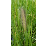 Pennisetum alopecuroides 'Hameln' / Herbe aux Ã©couvillons