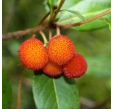 Arbutus unedo - totale hoogte 60-80 cm -  pot 3 Ltr