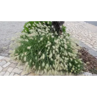 Pennisetum villosum / Herbe aux Ã©couvillons