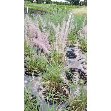 Pennisetum orientalis / Herbe aux Ã©couvillons