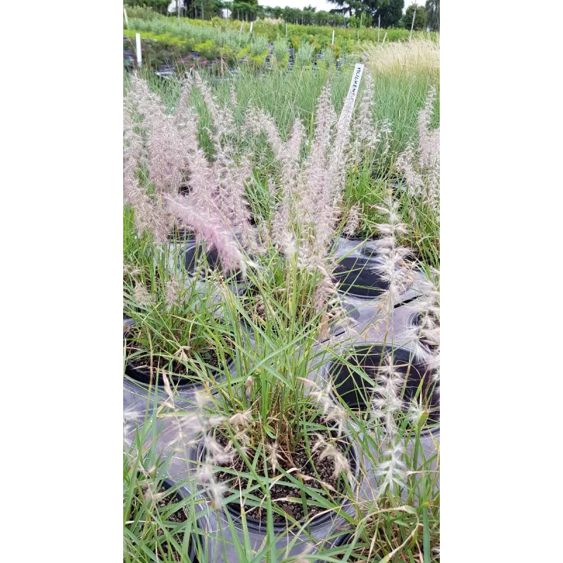 Pennisetum orientalis / Herbe aux Ã©couvillons