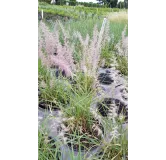 Pennisetum orientalis / Herbe aux Ã©couvillons