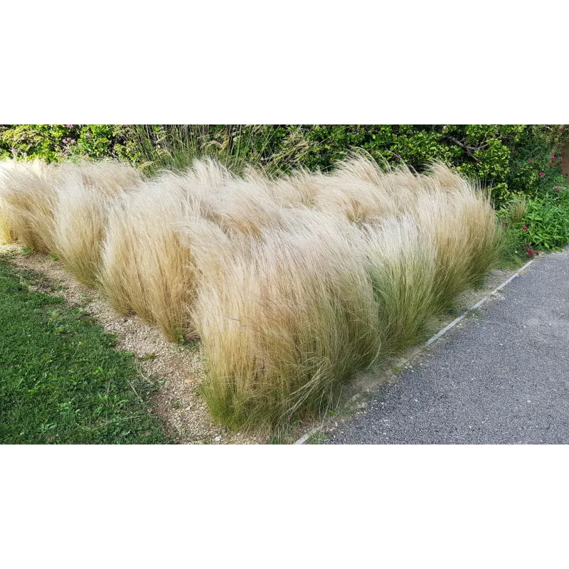 Stipa tenuissima 'Pony Tails' / Cheveux d'ange