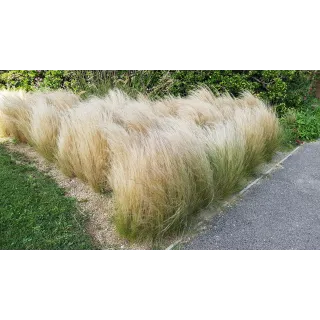 Stipa tenuissima 'Pony Tails' / Cheveux d'ange