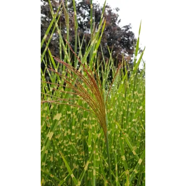 Miscanthus sinensis 'Strictus' / Roseau de Chine tachetÃ©es de jaune