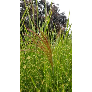 Miscanthus sinensis 'Strictus' / Roseau de Chine tachetÃ©es de jaune