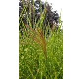 Miscanthus sinensis 'Strictus' / Roseau de Chine tachetÃ©es de jaune