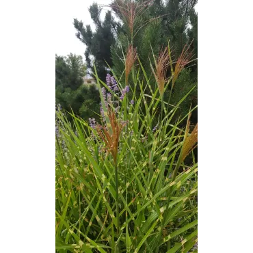 Miscanthus sinensis 'Zebrinus' / Roseau de Chine tachetÃ© de jaune