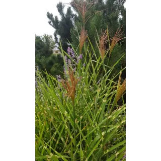 Miscanthus sinensis 'Zebrinus' / Roseau de Chine tachetÃ© de jaune