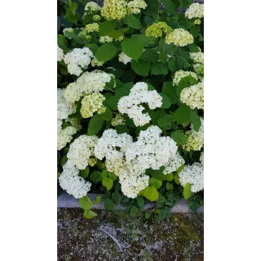 Hydrangea arborescens 'Annabelle' / Hortensia 'Annabelle'