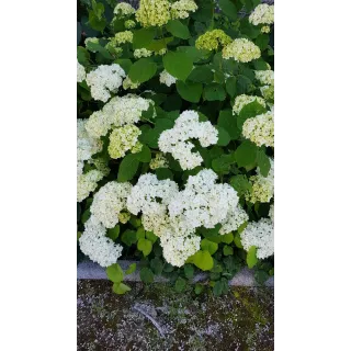 Hydrangea arborescens 'Annabelle' / Hortensia 'Annabelle'