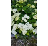 Hydrangea arborescens 'Annabelle' / Hortensia 'Annabelle'